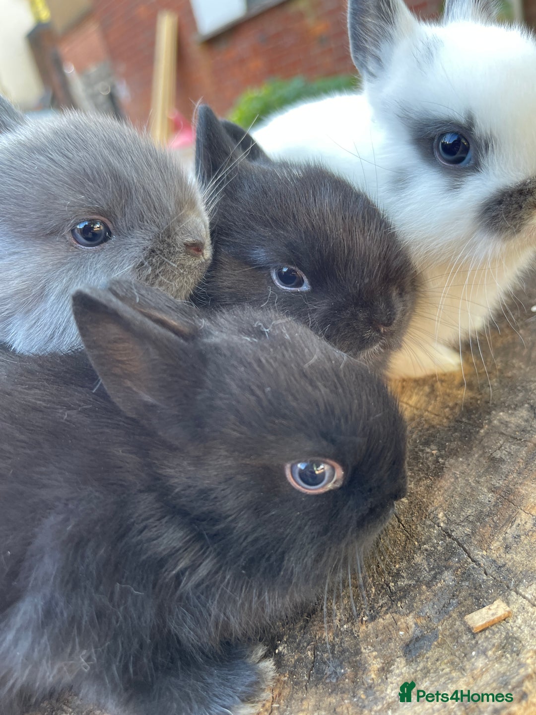 Netherland Dwarf rabbits for sale: Rare Colours Netherland Dwarfs - Image 7