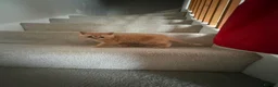 British Shorthair cats for sale: Gorgeous little ginger tabby female in Ipswich - Advert 5