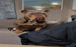English Bulldog dogs for sale: Rocco the English Bulldog - Image 3