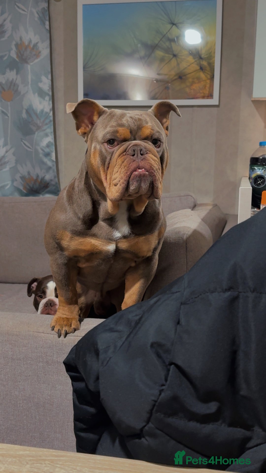 English Bulldog dogs for sale: Rocco the English Bulldog - Image 3