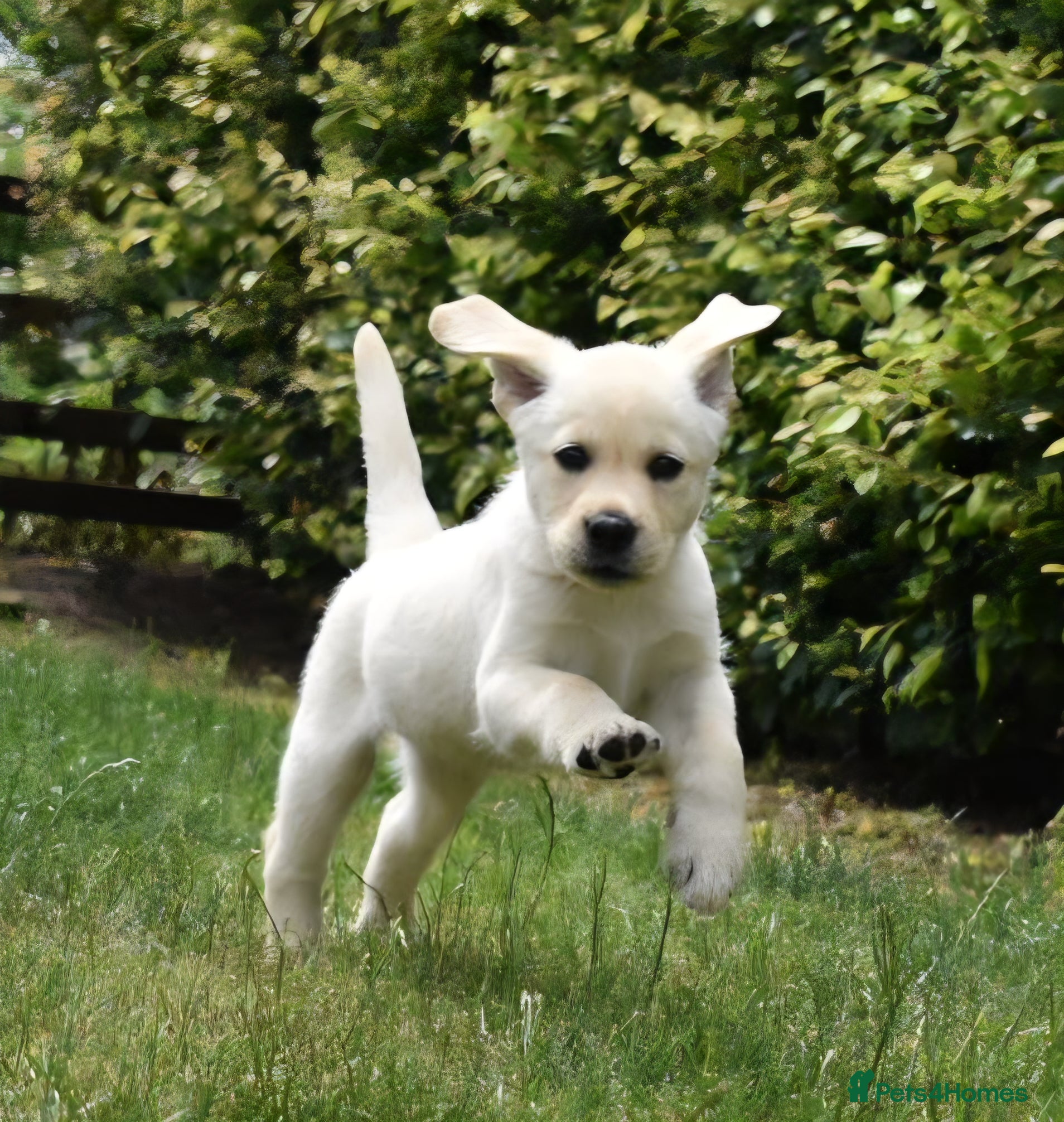 Labrador Retriever dogs Beautiful girl, last pup from this fabulous litter - Advert 2