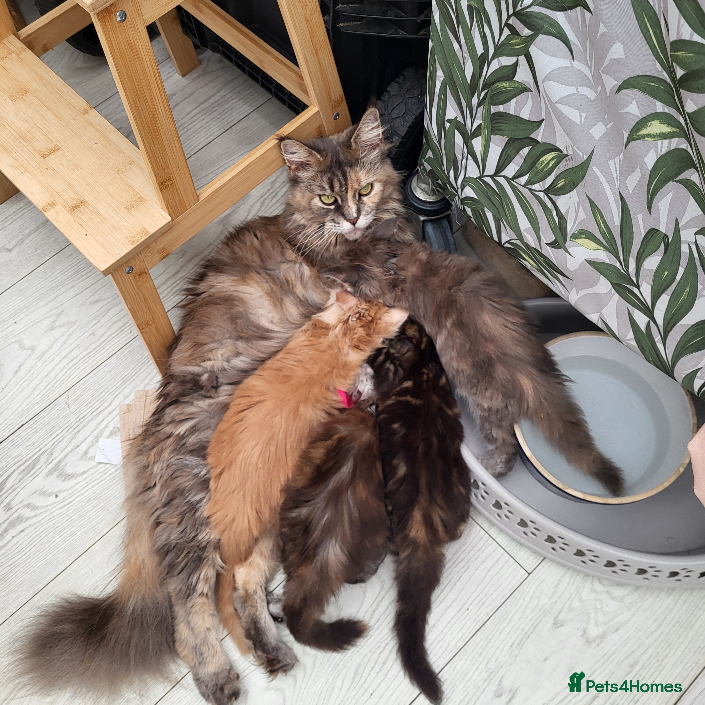 Maine Coon cats Pedigree Maine Coon kittens - Advert 2