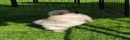 Pomeranian dogs for sale: Beautiful sable girl  - Advert 7