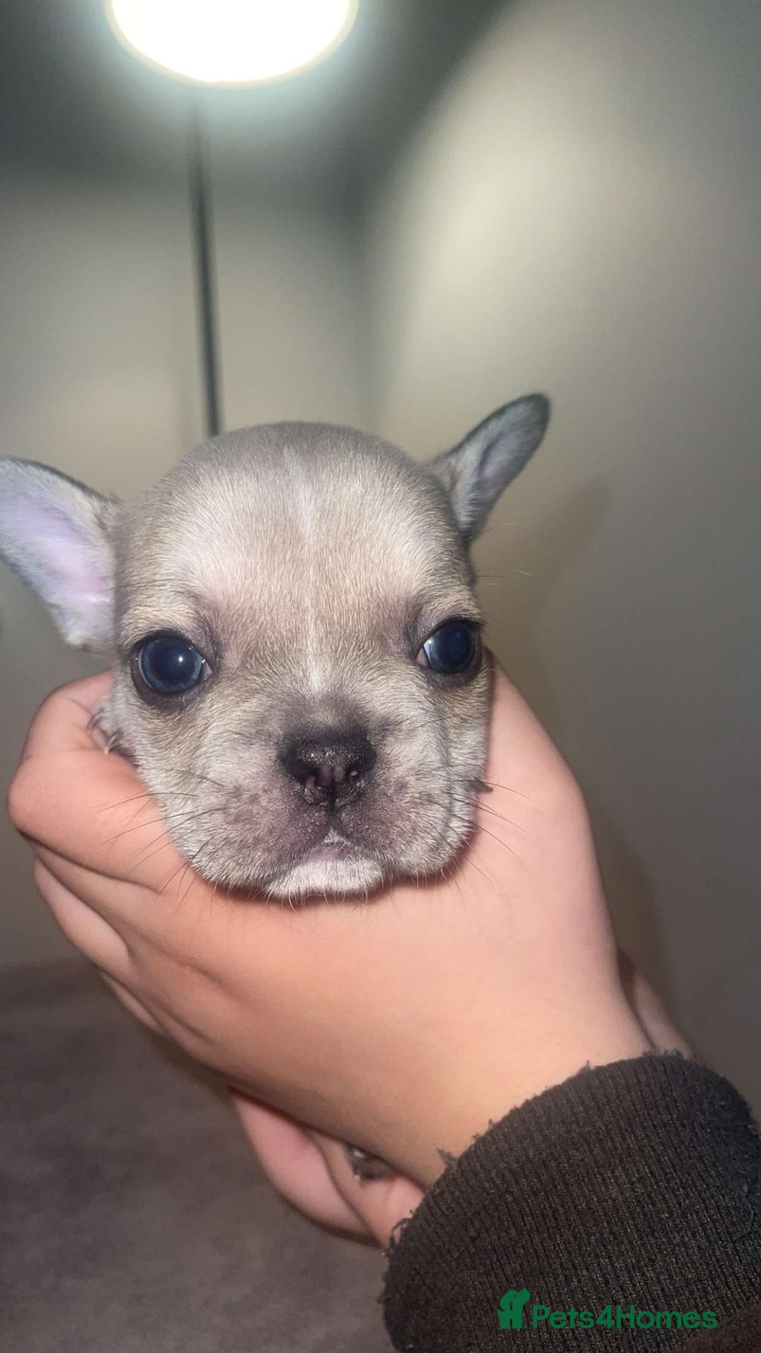 French Bulldog dogs for sale: 8 beautiful French bulldog puppies  - Image 8