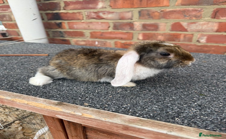 Mixed Breed rabbits - Advert 1