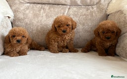 Miniature Poodle dogs for sale: 4 gorgeous miniature girl poodles - Advert 16
