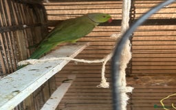 Parrots birds for sale: Indian ring neck males  - Image 2