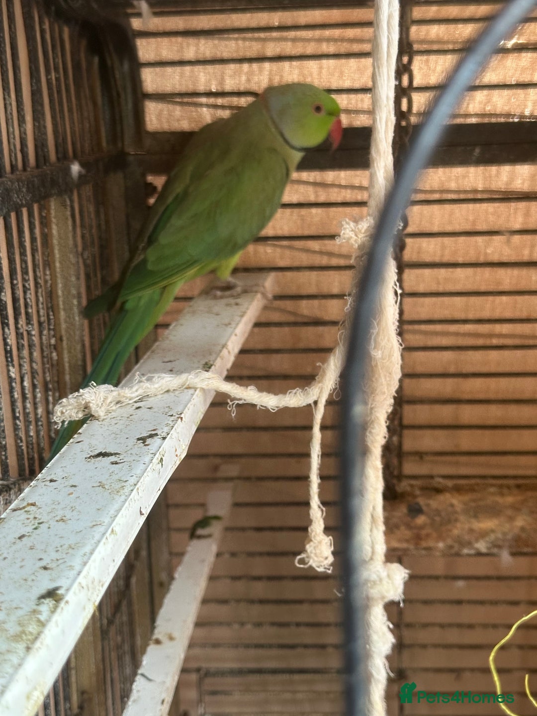Parrots birds for sale: Indian ring neck males  - Image 2