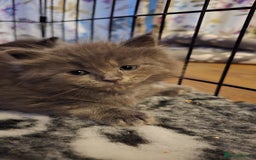Maine Coon cats for sale: Stunning Maine Coon X  - Image 12