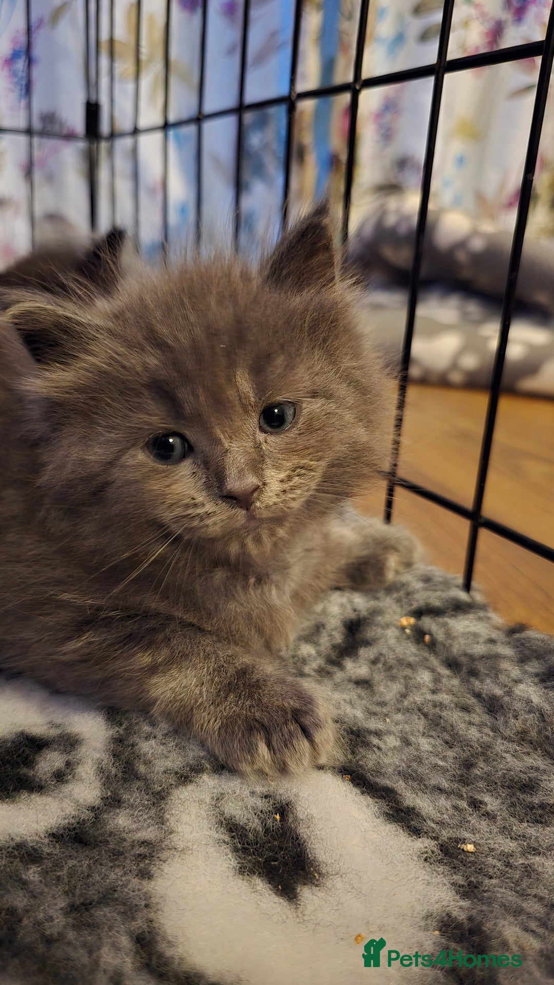 Maine Coon cats for sale: Stunning Maine Coon X  - Image 12