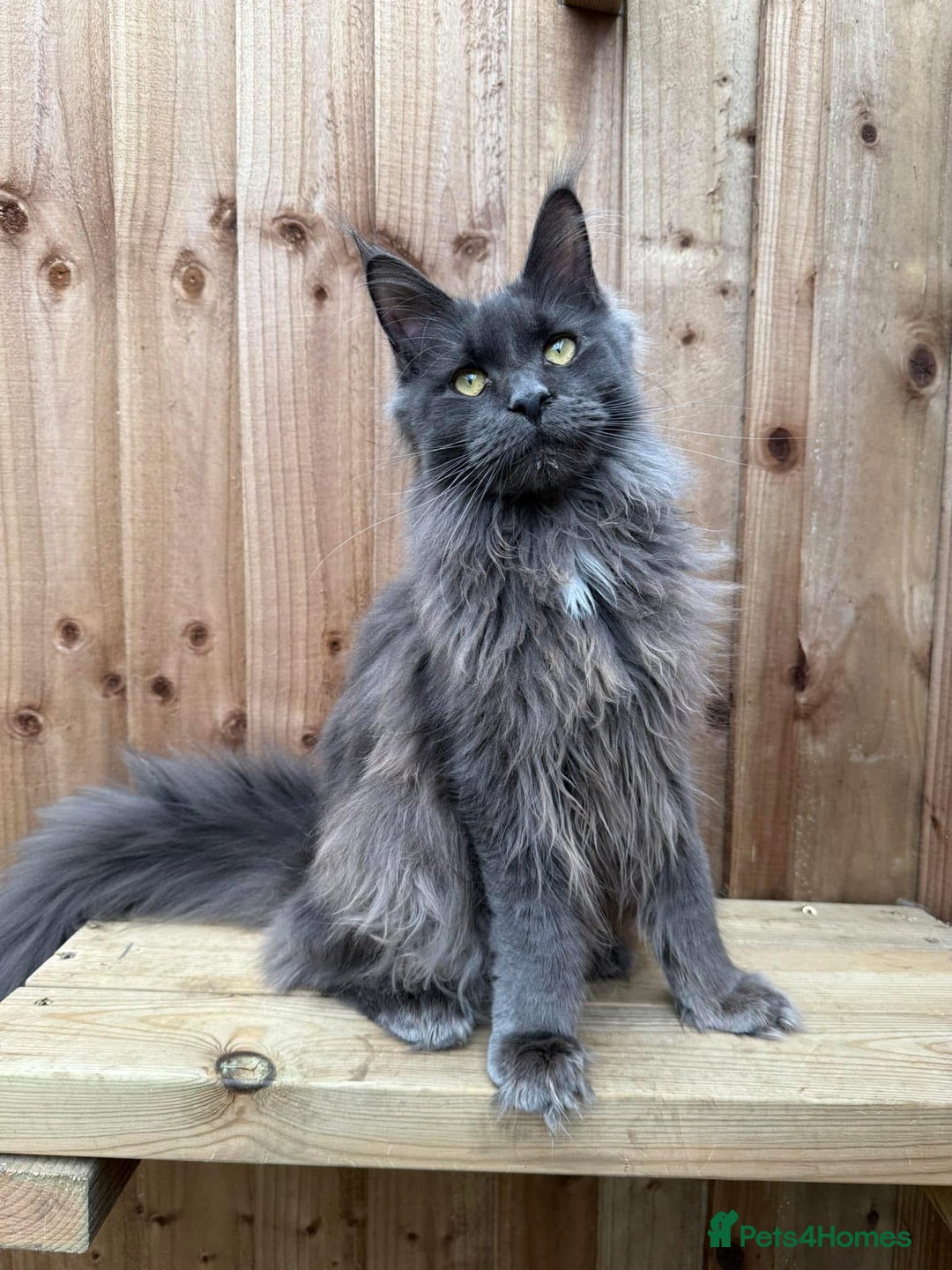 Maine Coon cats for sale: Blue & black smoke available  - Image 2