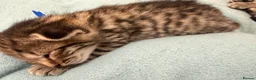 Mixed Breed cats for sale: Gorgeous British Short Hair Cross Baby Lions 🦁  - Advert 5