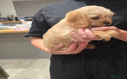 Cavapoochon dogs for sale: Light fox red Cavapoochon puppies - Image 22