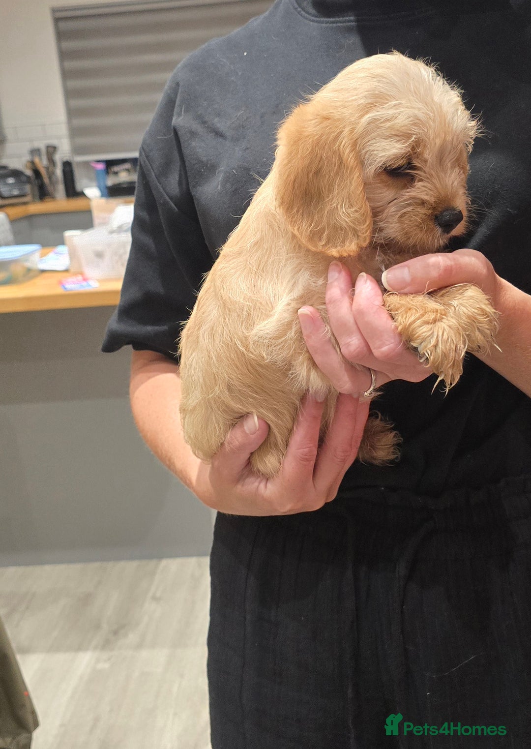 Cavapoochon dogs for sale: Light fox red Cavapoochon puppies - Image 22