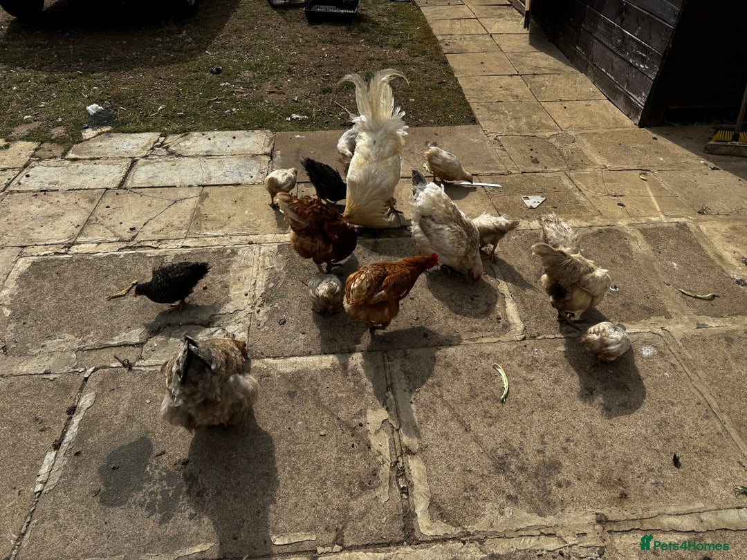 Chickens poultry for sale: Whole Laying Hen Flock for Sale, chicks, hens. - Image 5