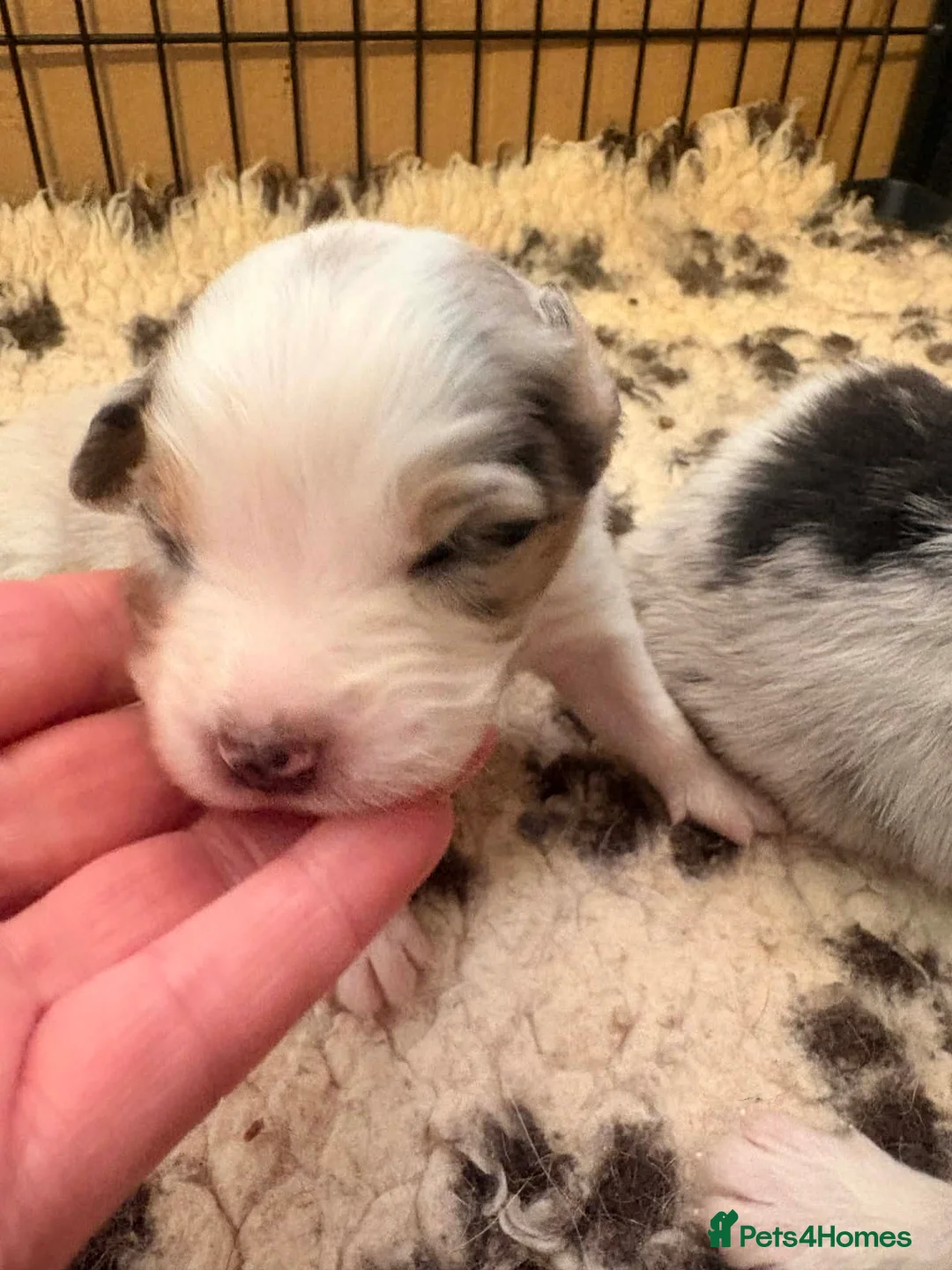 Australian Shepherd dogs for sale: Australian shepherd puppies - Advert 4