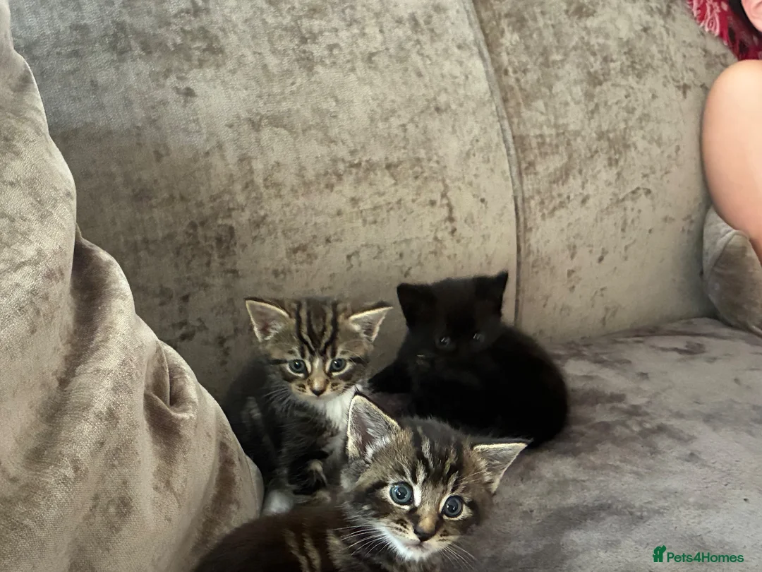 Mixed Breed cats for sale: Beautiful little kittens  - Advert 2