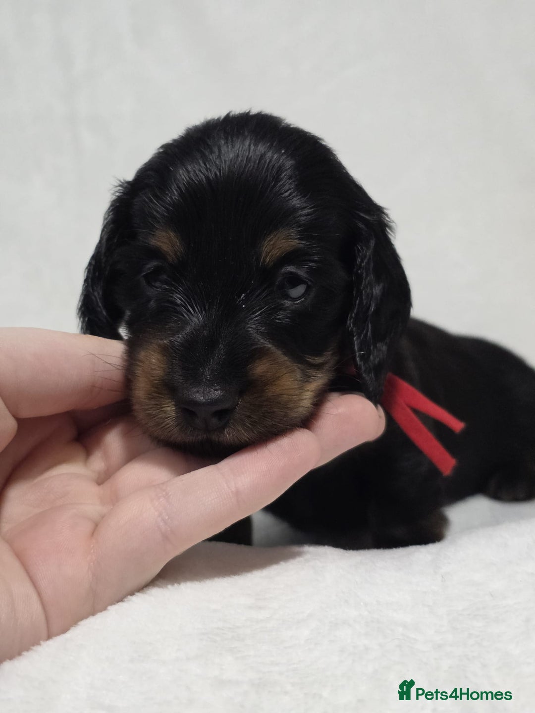 Miniature Dachshund dogs for sale: Stunning  KC Reg Puppies,  Health Tested Parents - Advert 15
