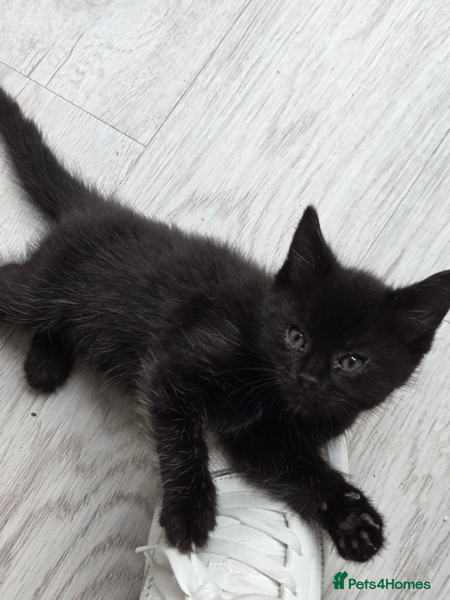 British Shorthair cats Kittens  - Advert 11