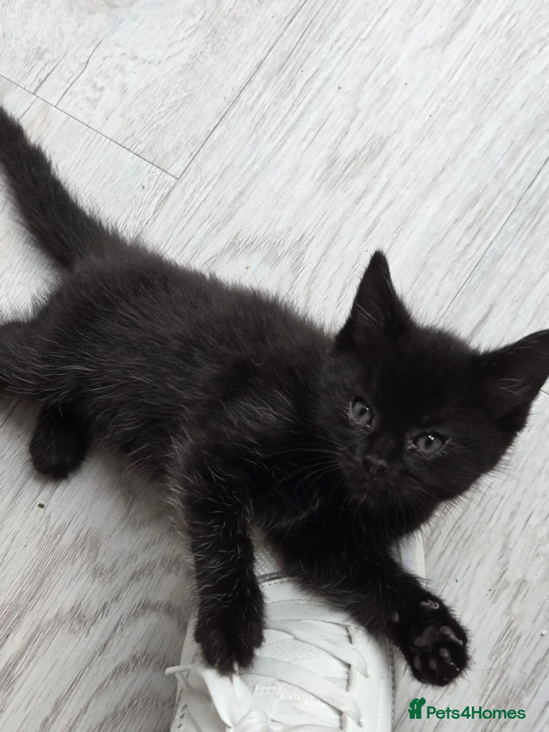 British Shorthair cats for sale: Kittens  - Advert 1