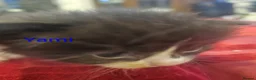 Siberian cats for sale: Adorable Siberian kittens - Advert 38