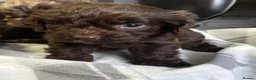 Cockapoo dogs for sale: F1 CHOCOLATE/ CHOCOLATE MERLE COCKAPOOS  - Advert 10