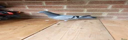 Pigeons birds for sale: pigeon for sale - Advert 2