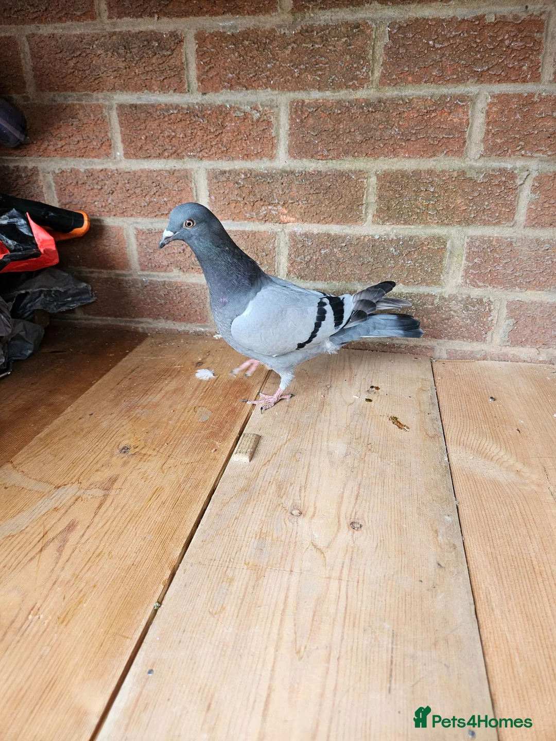 Pigeons birds for sale: pigeon for sale - Advert 2