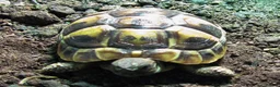 Hermann Tortoise reptiles for sale: Baby Hermann & Spur-thigh Tortoises for sale - Advert 12