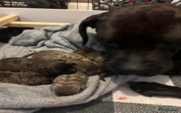 Cane Corso dogs for sale: BROWN BRIDLES chunky canecorso puppies - Image 6