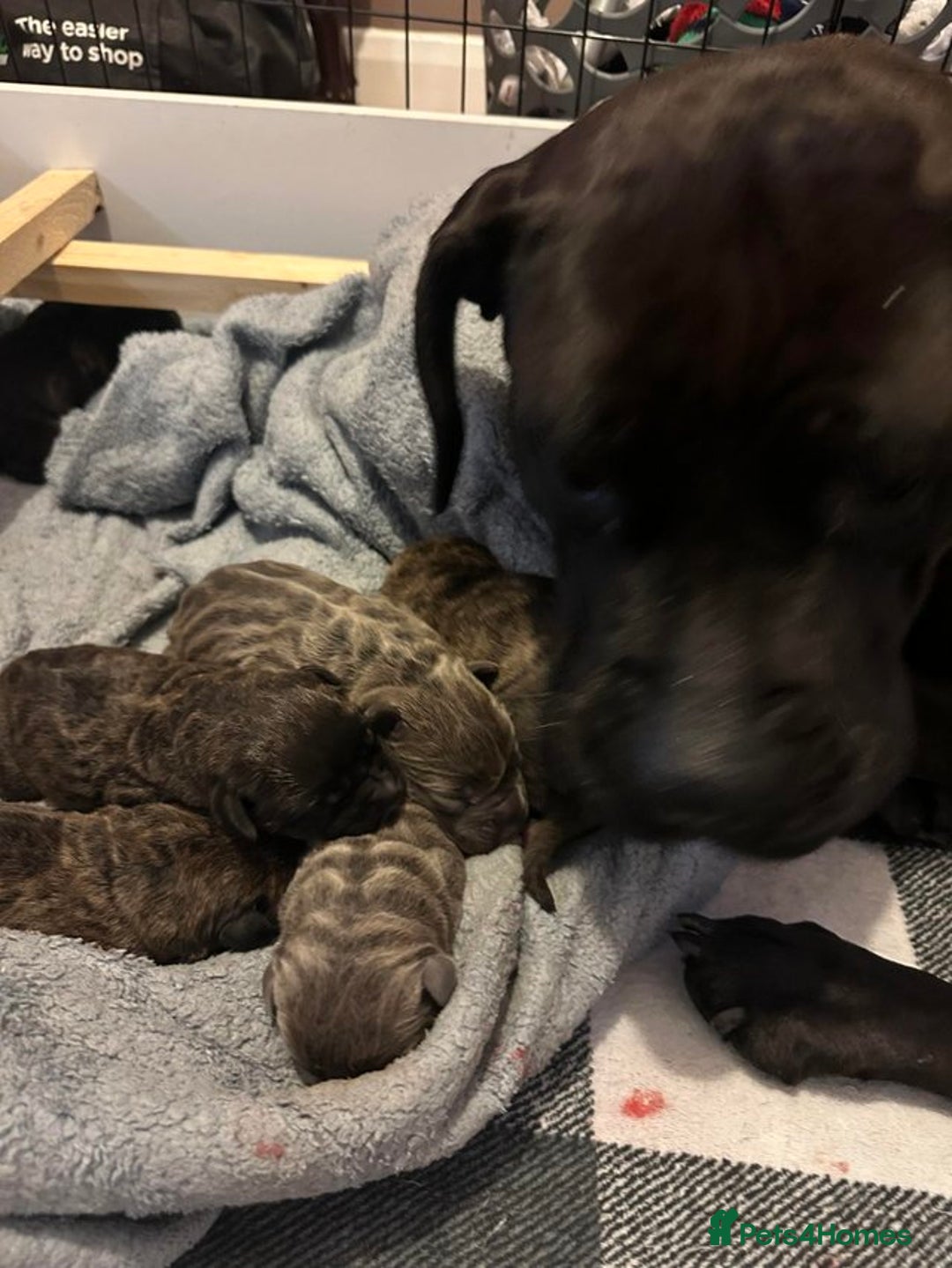 Cane Corso dogs for sale: BROWN BRIDLES chunky canecorso puppies - Image 6