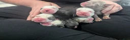 Boston Terrier dogs for sale: Boston X Puppies for sale  - Advert 23