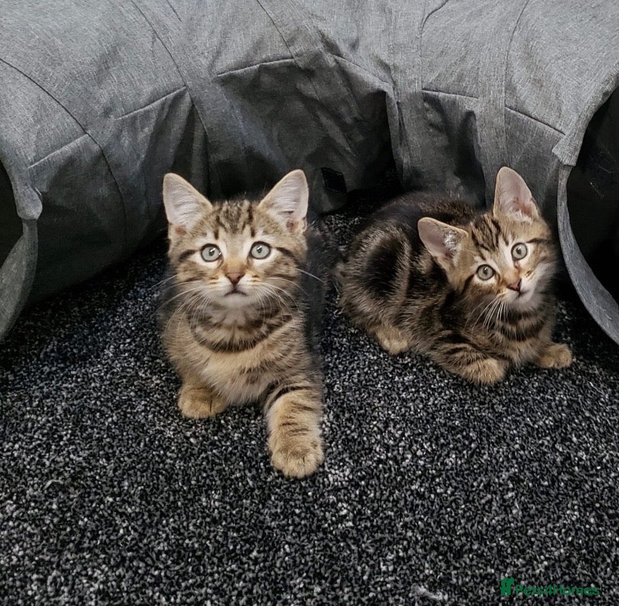 Mixed Breed cats Lovely full tabby kittens. One girl one boy  - Advert 2
