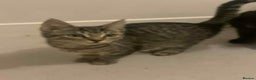 Maine Coon cats for sale: Maine coon kittens  - Advert 9