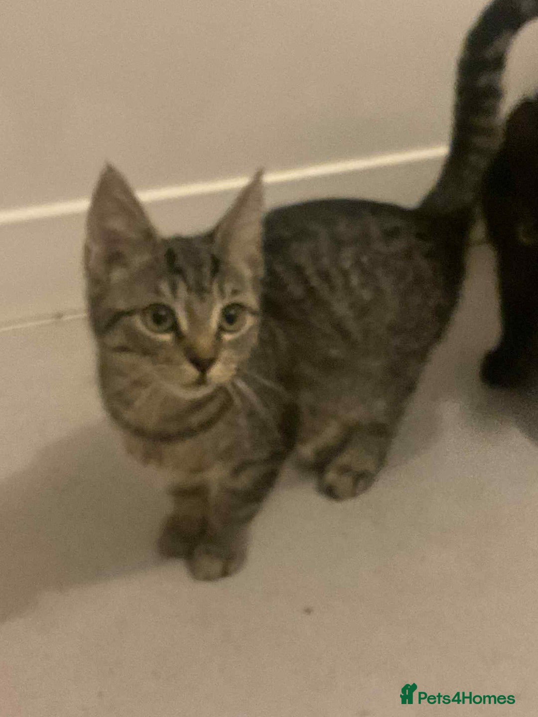 Maine Coon cats for sale: Maine coon kittens  - Advert 9