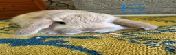 Mini Lop rabbits for sale: Mini Lop Rabbits For Sale  - Advert 28