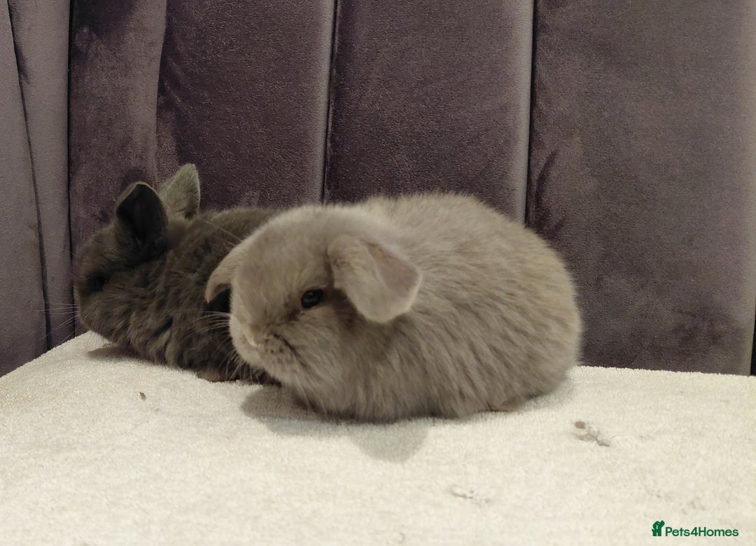 Mini Lop rabbits for sale: Gorgeous Mini Lop Babies for sale - Advert 8