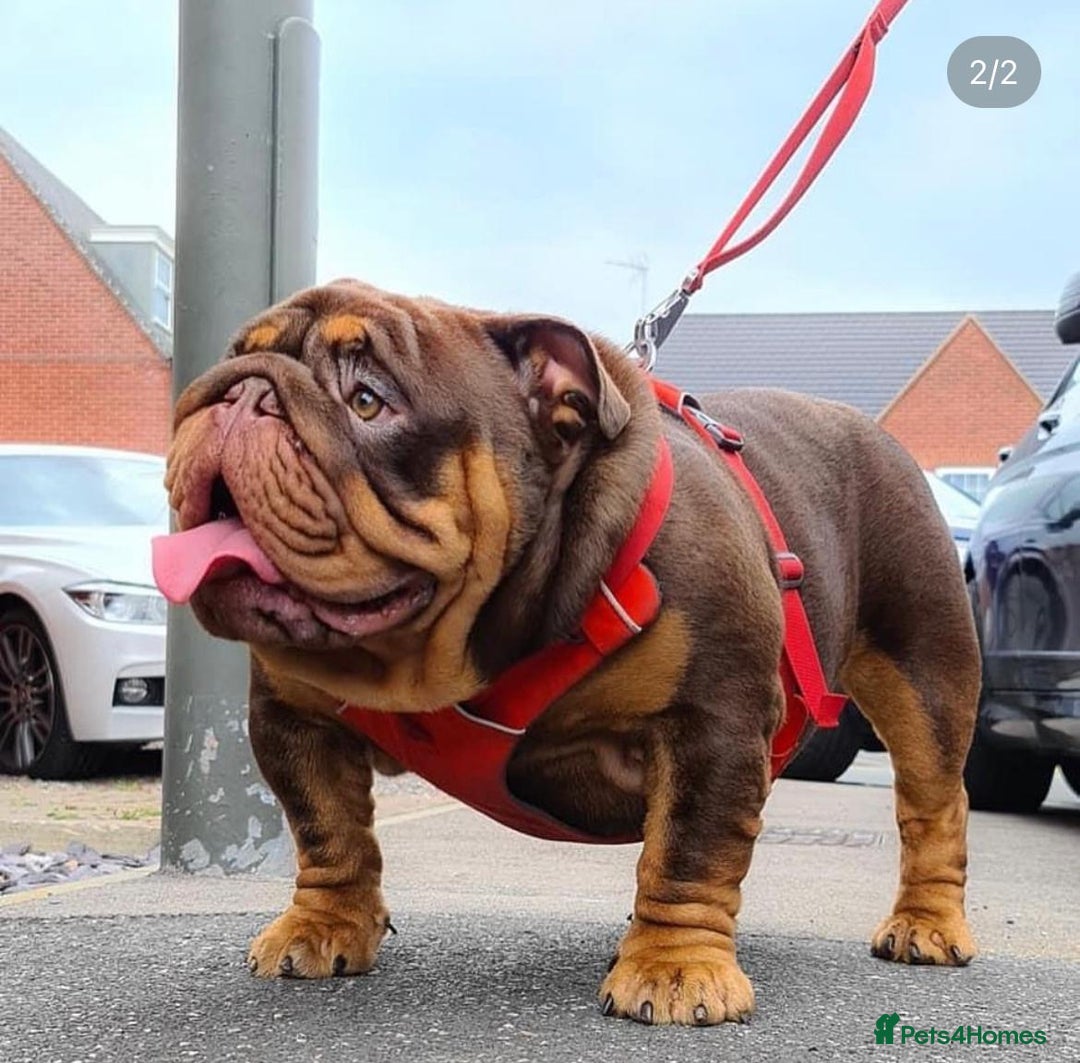 English Bulldog dogs for stud: Dog for stud in Dagenham - Advert 23