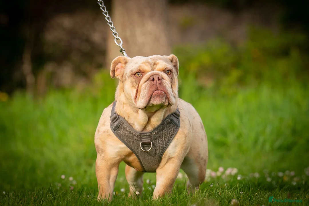 English Bulldog dogs for sale: English bulldog  - Advert 4