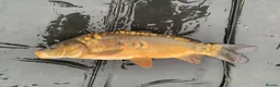 Koi Carp fish for sale: Mirror & Common Carp 10-16 Inches in Northwich - Advert 4