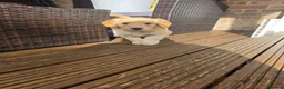 Goldendoodle dogs for sale: 🦮 Adorable F3 Goldendoodle. Parents DNA clear. - Advert 22
