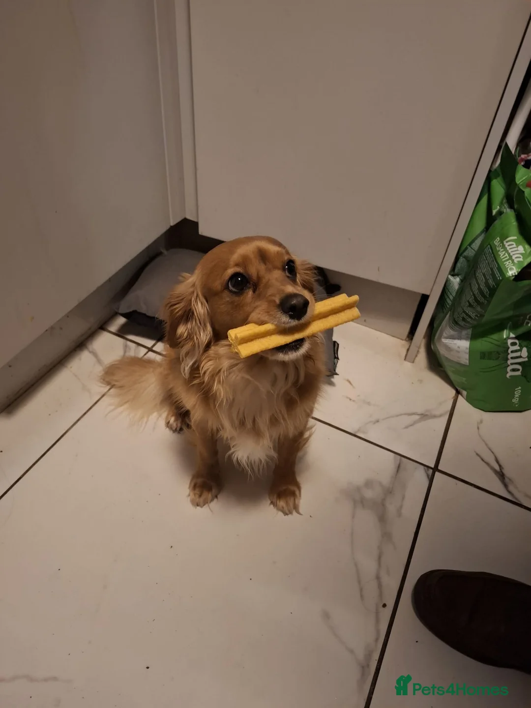 Cavapoochon dogs for stud: Cavapoochon Stud Dog - Advert 1