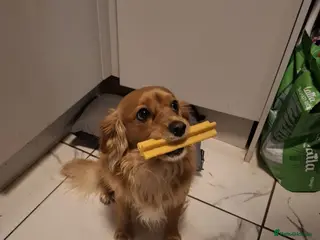 Cavapoochon dogs Cavapoochon Stud Dog - Advert 1