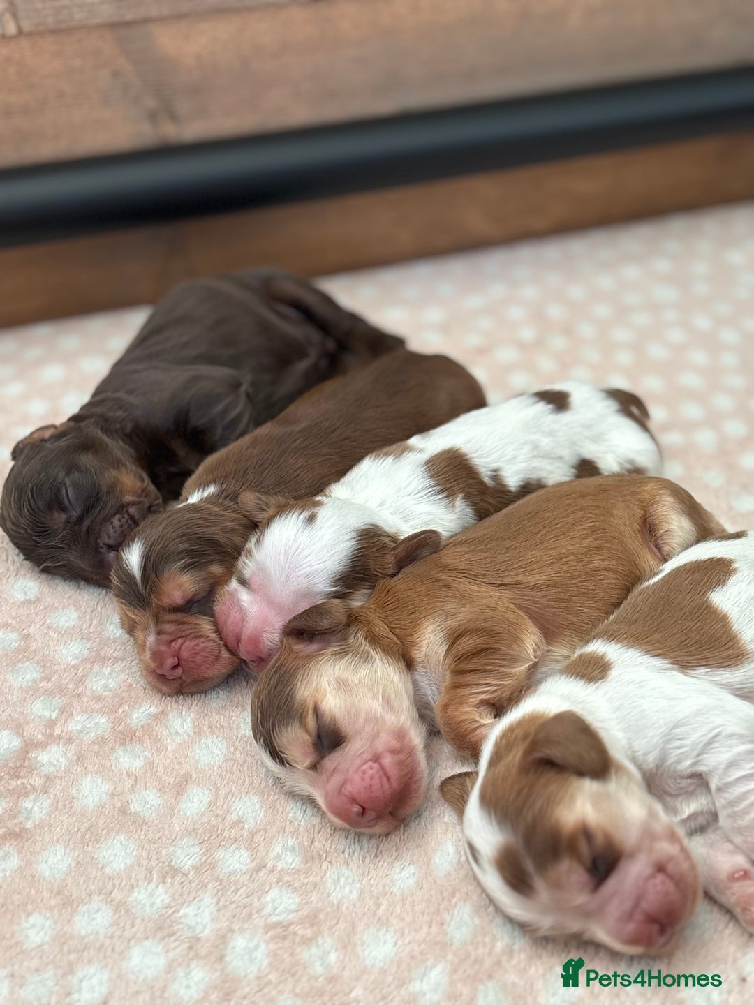 Cocker Spaniel dogs for sale: 🐶 Health-Tested Show-Type Cocke Spaniels 🐶 - Image 6