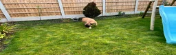 Bullmastiff dogs for sale: Gentle Girl - Advert 6
