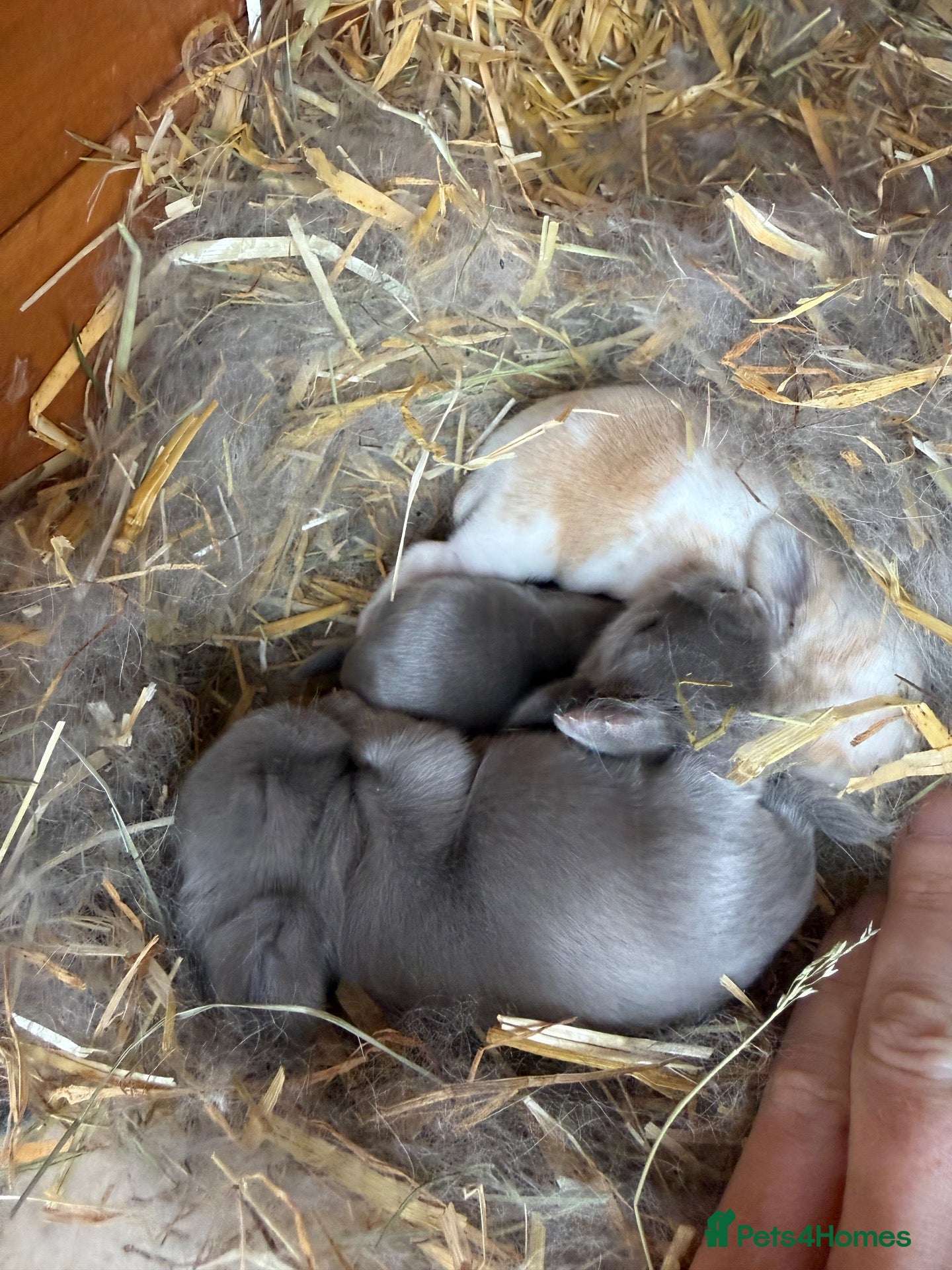 Mini Lop rabbits 8 Mini Lops - Waiting list open - Advert 1
