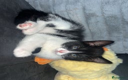 Domestic Shorthair cats for sale: Luna Kitten - Image 1