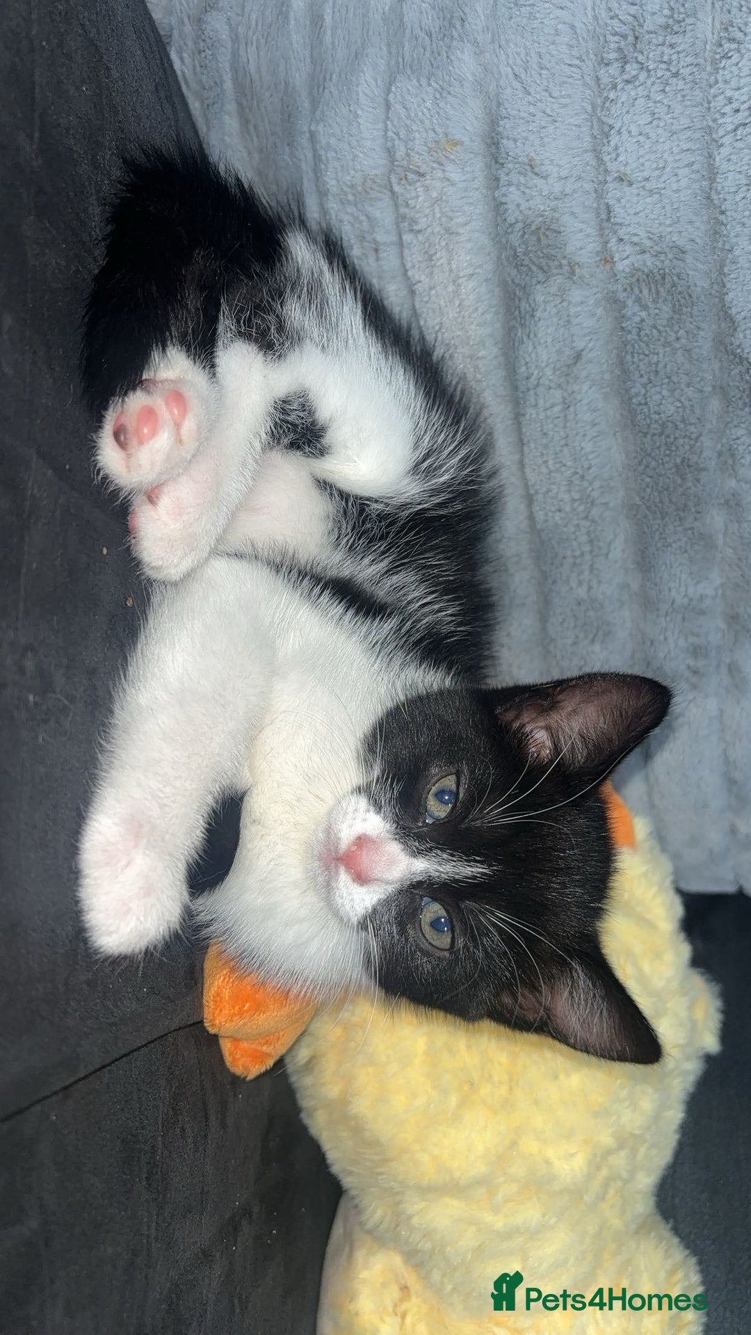 Domestic Shorthair cats for sale: Luna Kitten - Image 1