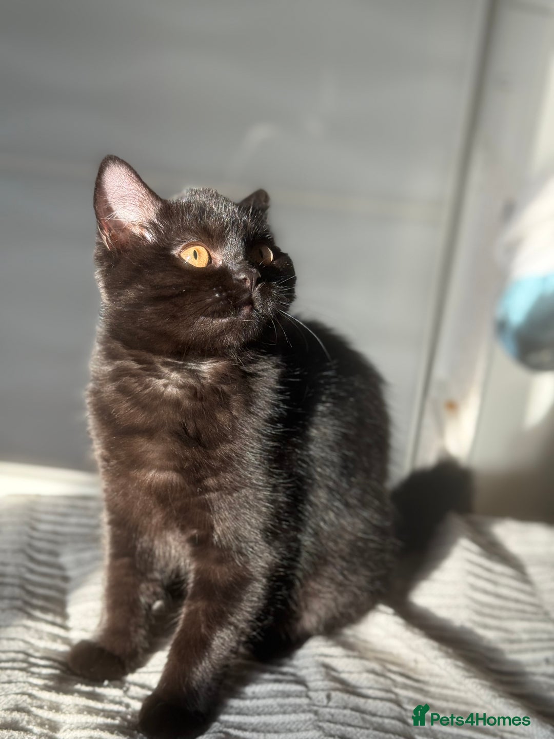 Mixed Breed cats for sale: Adorable fluffy kittens ready for loving home - Advert 9