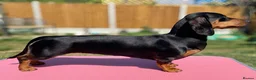 Miniature Dachshund dogs for sale: RKC Registered Miniature Smooth Haired Dachshunds - Advert 2